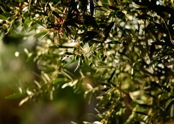 Huile d’olive : vers des recettes de 2 milliards de dinars en 2020 ?