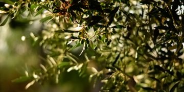 Huile d’olive : vers des recettes de 2 milliards de dinars en 2020 ?