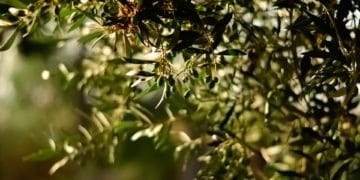 Une maladie sans remède menace les oliviers d’Europe