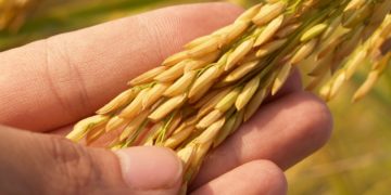 Les surfaces cultivées en blé et en orge continuent leur diminution