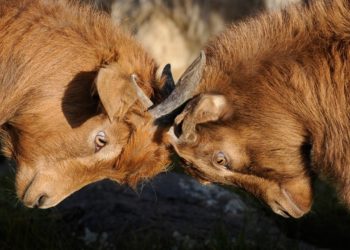 Les conflits à l’entreprise sont inévitables. Voici comment les rendre plus tolérables.