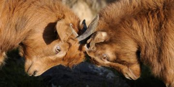 Les conflits à l’entreprise sont inévitables. Voici comment les rendre plus tolérables.