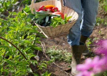 La permaculture: une voie pour un développement agricole et économique équitable