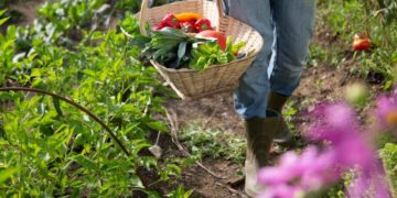 La permaculture: une voie pour un développement agricole et économique équitable