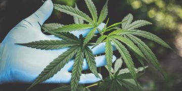 Économiquement parlant, décriminaliser l’usage du cannabis pourrait être bénéfique pour la Tunisie