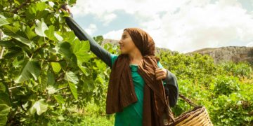 L’appellation d’origine contrôlée “Figue de Djebba” obtient la protection internationale