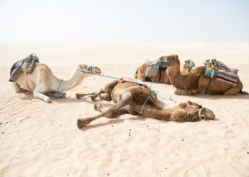 EXCLUSIF ― La Tunisie atteint le top 3 du classement Doing Business pour la première fois de son histoire