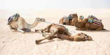 EXCLUSIF ― La Tunisie atteint le top 3 du classement Doing Business pour la première fois de son histoire