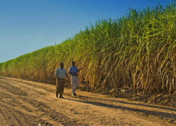L’industrie sucrière en Afrique, en quête d’investissements