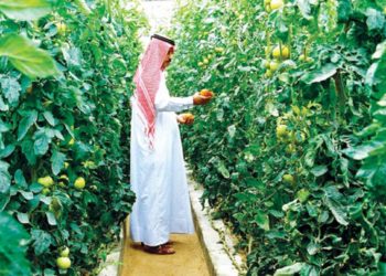 Un engrais innovant développé à l’Université de Sfax sera utilisé par le Qatar pour assurer sa sécurité alimentaire