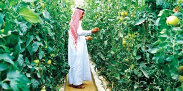 Un engrais innovant développé à l’Université de Sfax sera utilisé par le Qatar pour assurer sa sécurité alimentaire