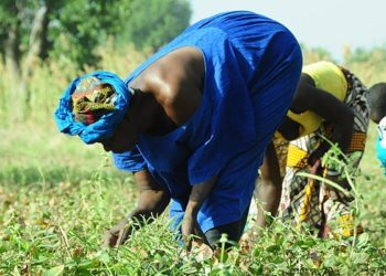 Essor des entrepreneures africaines : L’Agriculture, pour fédérer les efforts des femmes