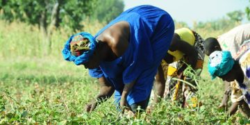 Essor des entrepreneures africaines : L’Agriculture, pour fédérer les efforts des femmes