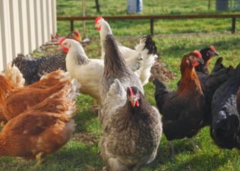 La filière avicole face aux défis de la rentabilité économique et la protection du pouvoir d’achat