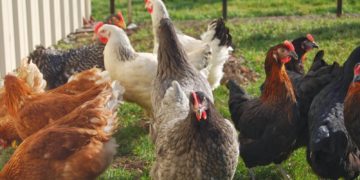 La filière avicole face aux défis de la rentabilité économique et la protection du pouvoir d’achat