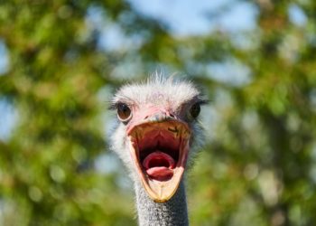 De la politique du robinet à celle de l’autruche…