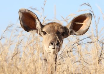 Comment développer votre écoute active ?