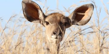 Comment développer votre écoute active ?