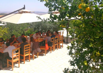 Le tourisme oléicole, un atout pour la promotion de la destination Tunisie