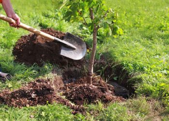 Vers la plantation de 2 millions d’arbres dans les zones les plus touchées par les incendies