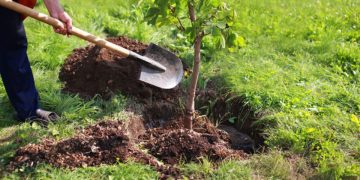 Vers la plantation de 2 millions d’arbres dans les zones les plus touchées par les incendies