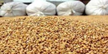 Vers la baisse des prix des aliments de bétail