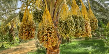 Ala Belaifa, Directeur Exécutif de Rose de Sable : “Le secteur des dattes vit une crise sans précédent”