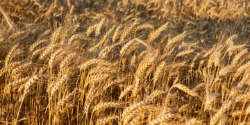A l’international : hausse du prix mensuel du blé de 12,8%, en août 2021