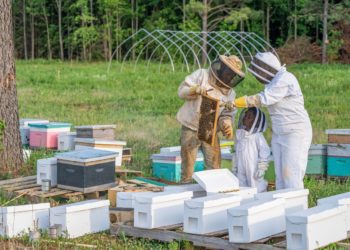 CEFA : un programme qui encourage l’insertion professionnelle des femmes installées à Jendouba
