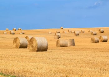 La Tunisie acquiert 75 kT de blé et 100 kT d’orge sur les marchés internationaux