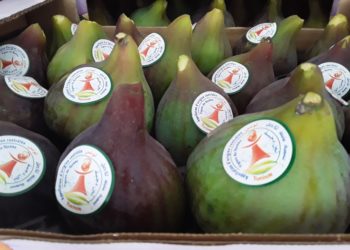 L’expérience de l’AOC Figue de Djebba en vedette à l’occasion d’une exposition virtuelle mondiale