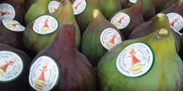 L’expérience de l’AOC Figue de Djebba en vedette à l’occasion d’une exposition virtuelle mondiale