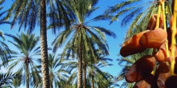 Développée en partenariat avec la GIZ, “La Route culinaire” sera la nouvelle offre touristique