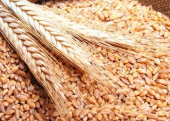 La Tunisie lance un appel d’offres international pour l’achat de blé et d’orge, selon les négociants