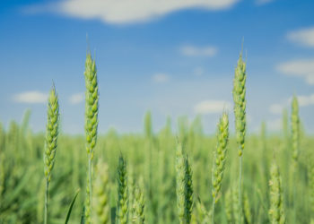 La Russie peut réviser à la hausse la taxe sur les exportations de blé