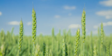 La Russie peut réviser à la hausse la taxe sur les exportations de blé