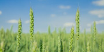 La Russie peut réviser à la hausse la taxe sur les exportations de blé