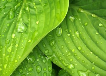 Les premières obligations vertes tunisiennes se font toujours attendre