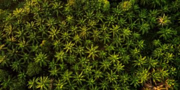 La loi de finances annonce plusieurs augmentations, et les prix de l’huile de palme n’arrêtent pas de grimper