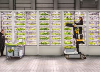 Une première startup d’agriculture verticale devient une licorne