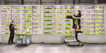 Une première startup d’agriculture verticale devient une licorne