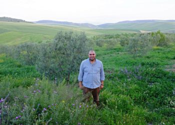 Saison des olives 2021-2022 : l’or jaune de la Tunisie subit les aléas climatiques