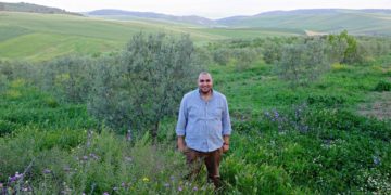 Saison des olives 2021-2022 : l’or jaune de la Tunisie subit les aléas climatiques