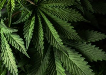 D’après une nouvelle étude, le cannabis peut empêcher l’infection par la Covid