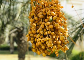 L’Égypte lève les restrictions sur l’importation des dattes tunisiennes