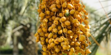 L’Égypte lève les restrictions sur l’importation des dattes tunisiennes