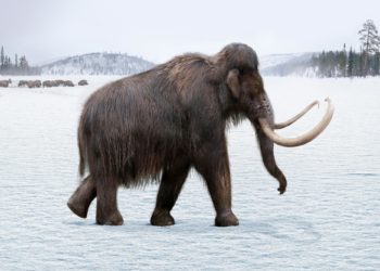 Une startup lève 75 millions de dollars pour… raviver les mammouths!