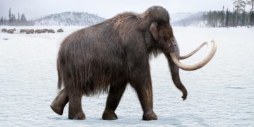 Une startup lève 75 millions de dollars pour… raviver les mammouths!