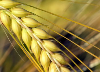 Le prix de l’orge importée est fixé à 108,481 TND/quintal