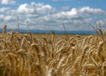 La BAD lance une initiative de 1 milliard de dollars pour accroître la production de blé en Afrique